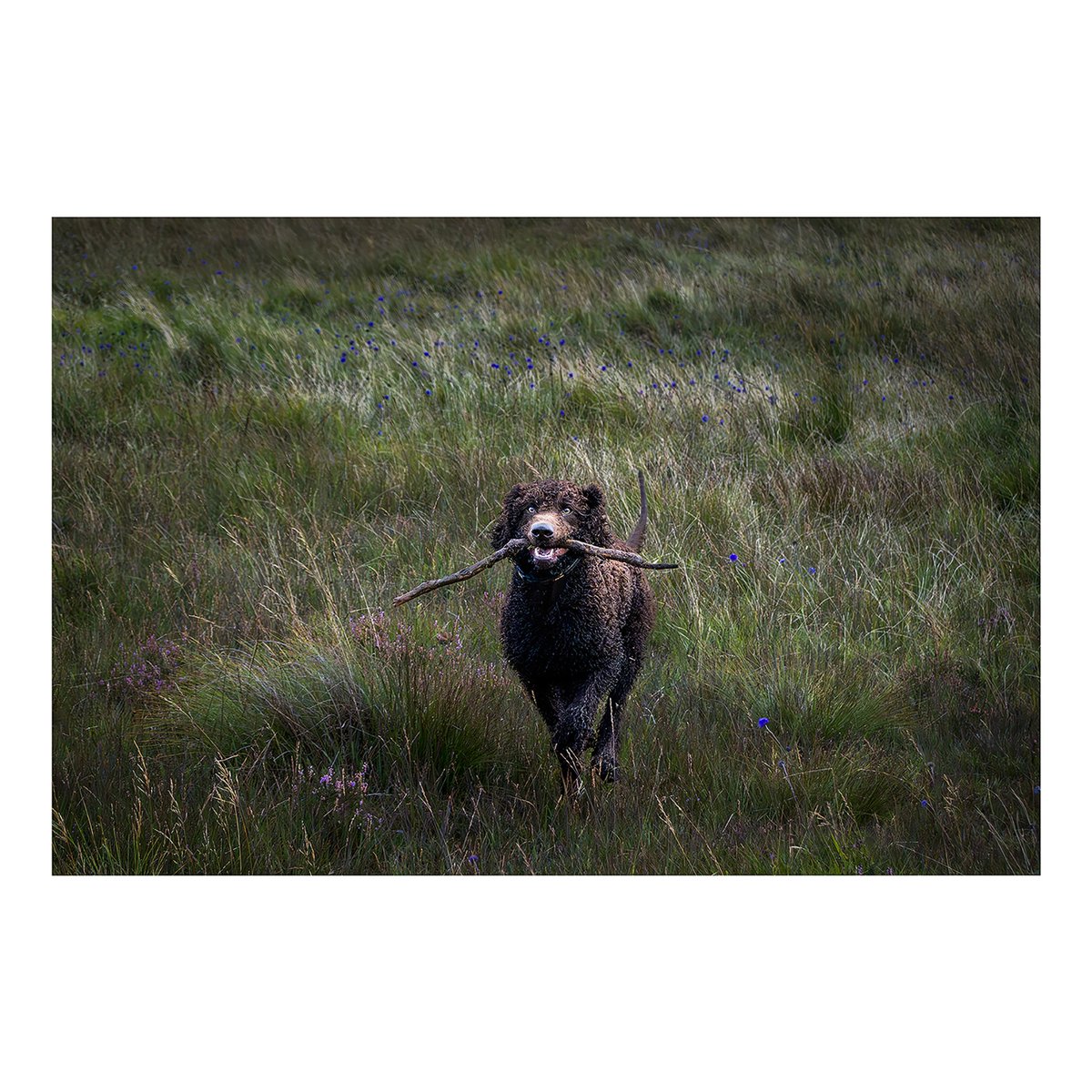 Michael McCafferty tweet media