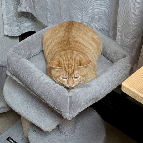 陽だまり猫の会－東京都あきる野市－ tweet media