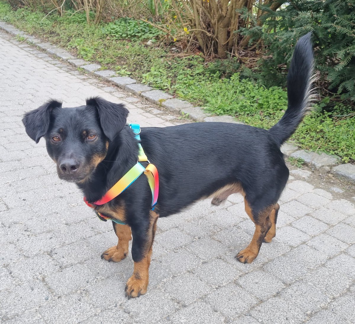 Beetle 🐞 & 👻 Toli (Spuk Minister h.c.) tweet media