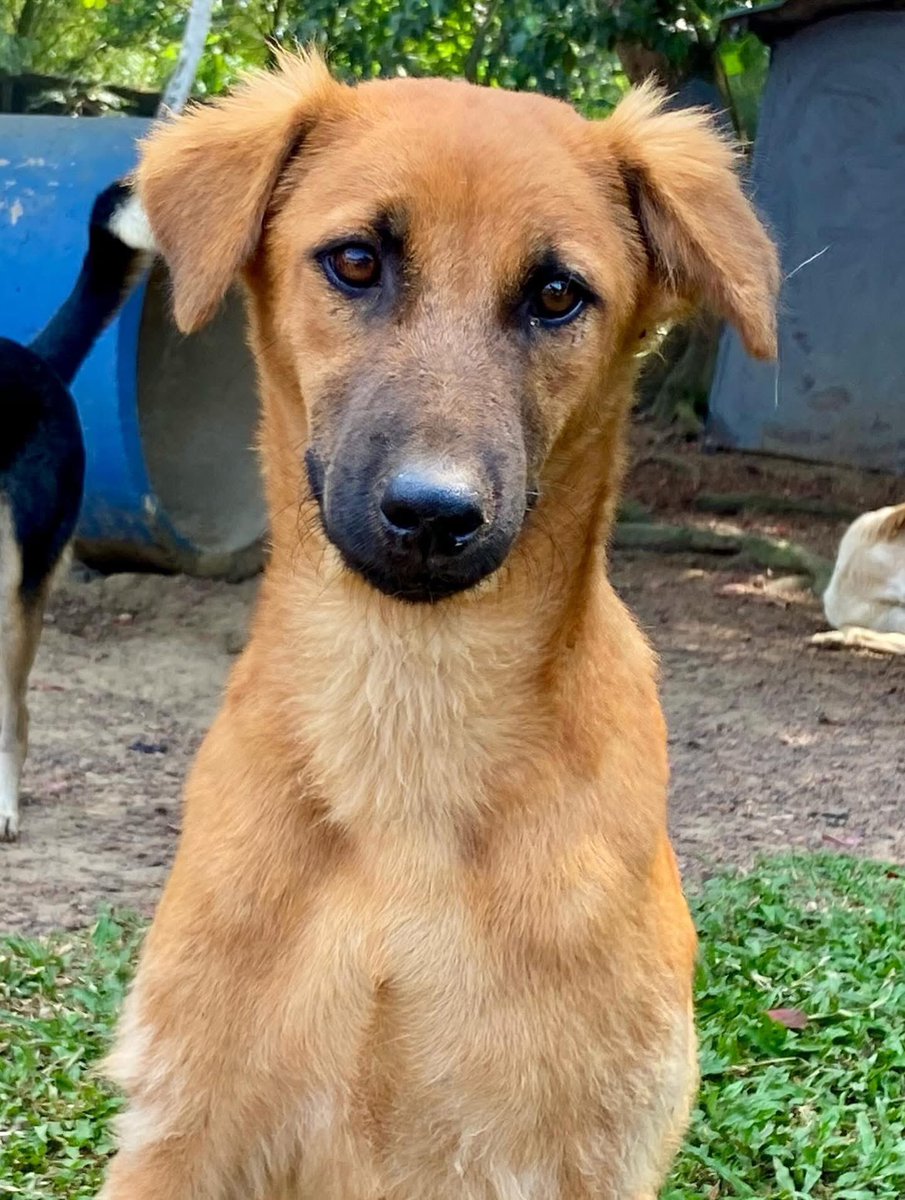 tommy_sos's tweet image. Doppio is another sweet pup looking for their forever home. Neutered, microchipped and vaccinated; he’s only 10 months old. 

@AnimalSOSSLanka 

#rescue #rescued @PeterEgan6 @LewisHamilton
