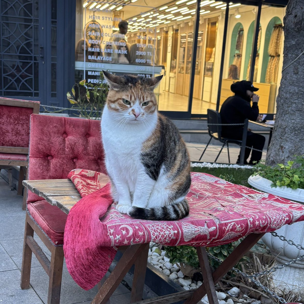 Bir X kullanıcısı, her gün karşılaştığı huysuz kediyi paylaştı.