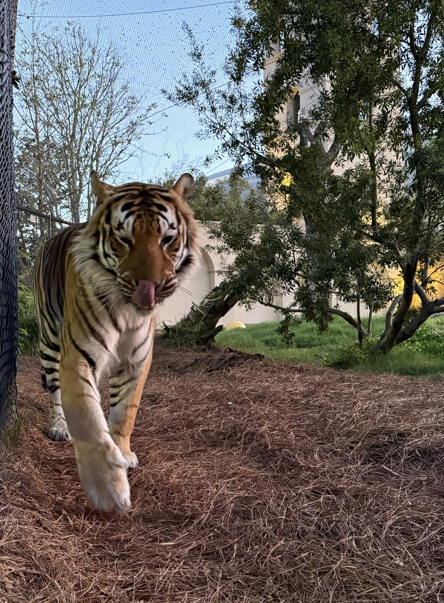 Mike VII tweet media