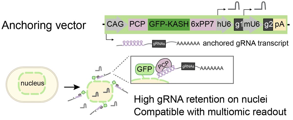 Xin Jin, PhD tweet media