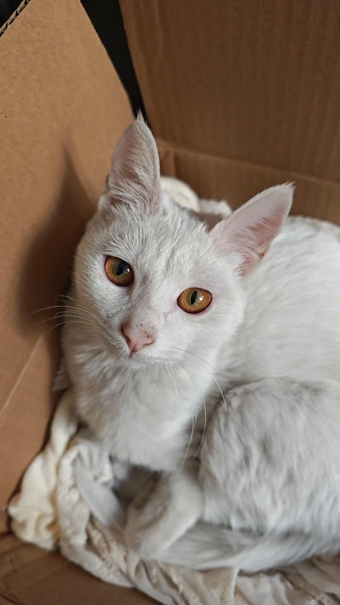 Donna Durmazlar tweet media