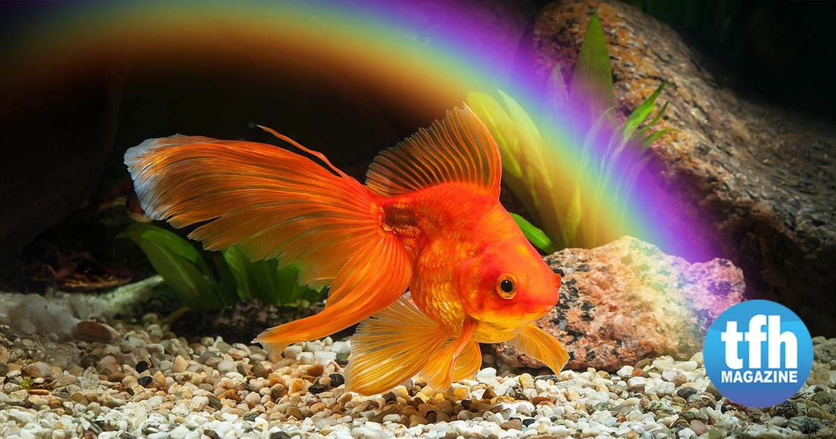 TFHmagazine's tweet image. Some people desire treasure, but we'd be happy with a pot of goldfish at the end of the rainbow. Happy St. Patrick's Day! 🍀

#TropicalFishHobbyist #stpatricksday #goldfish