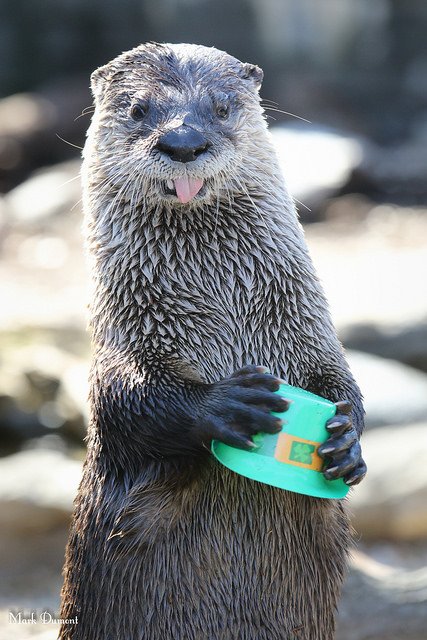 Cincinnati Zoo tweet media