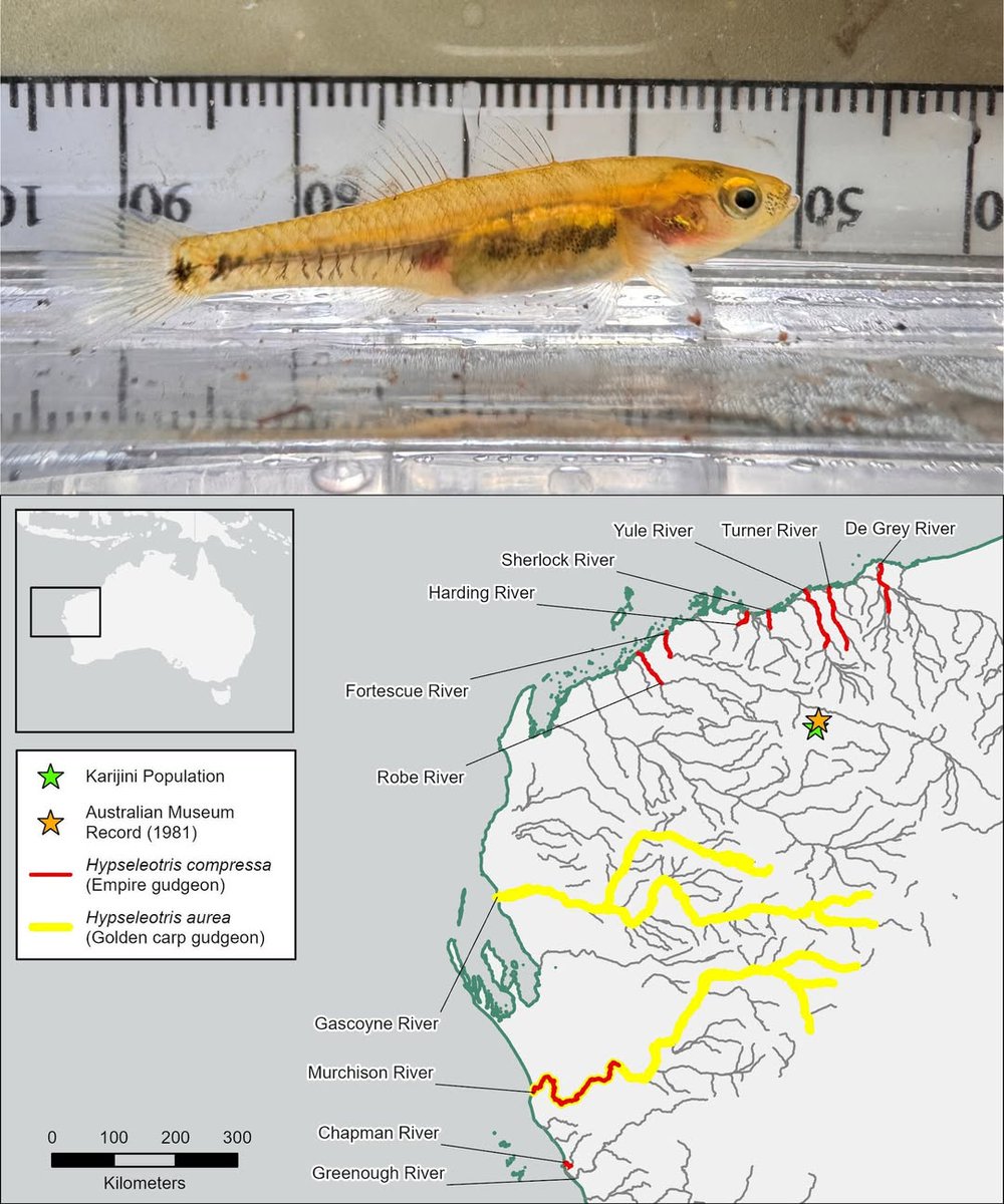 Fish in the News tweet media