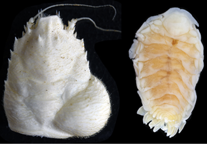 Jason Williams tweet media