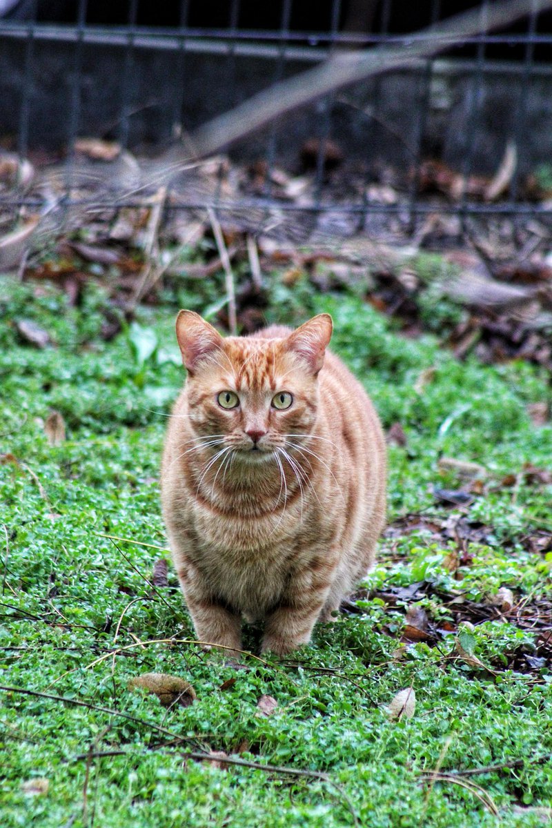 Kenneth Jacobs tweet media