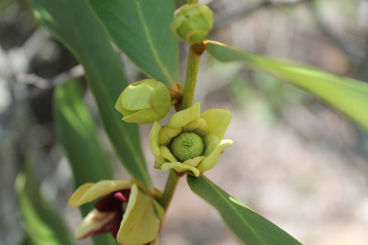 Bureau of Land Management - Eastern States tweet media