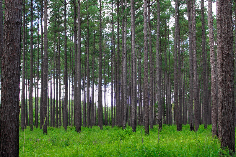 GAForestryCommission tweet media