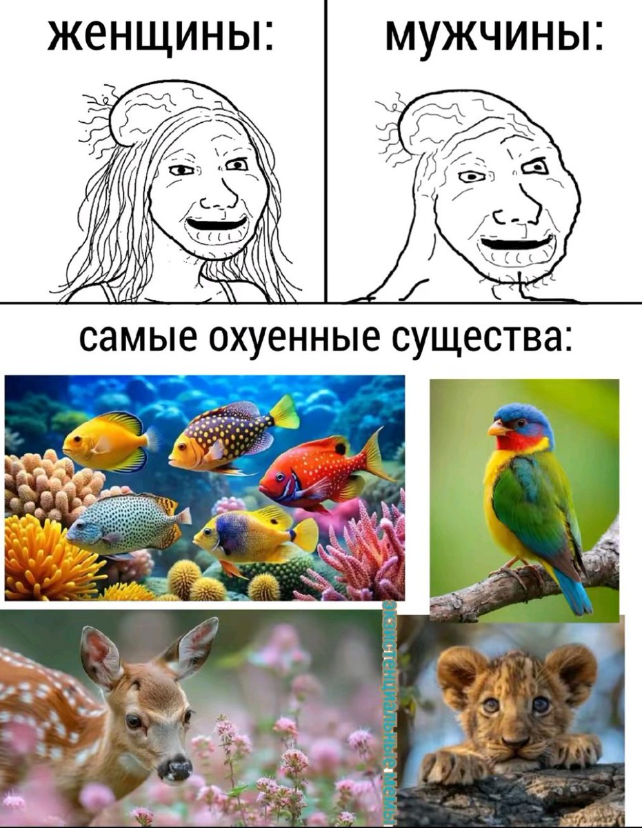 Вулик tweet media