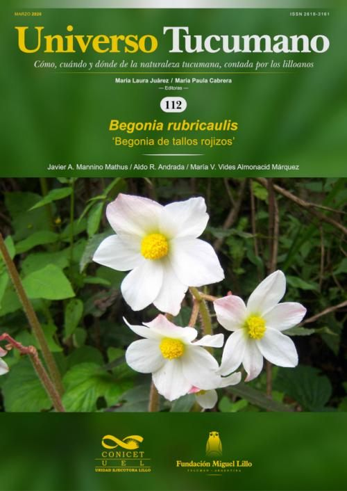 FundLillo's tweet photo. Seguimos acercándoles nuestras publicaciones para que descarguen GRATIS en la web.

Universo Tucumano 111: Begonia rubricaulis, ‘begonia de tallos rojizos’, de Javier Alejandro Mannino Mathus, Aldo Rubén Andrada, María Valentina Vides Almonacid Márquez: 
https://t.co/oES1IyHyqC https://t.co/9VeAOPWyrI