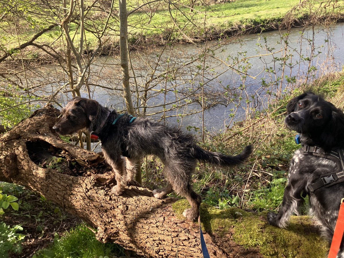Eli & PiperSprocks Anipals tweet media