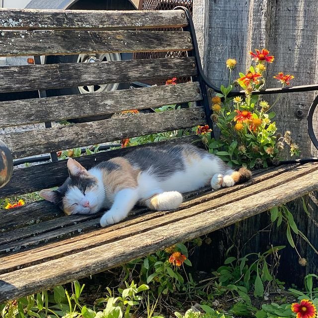 𝑺𝒆𝒓𝒆𝒏𝒍𝒚 tweet media