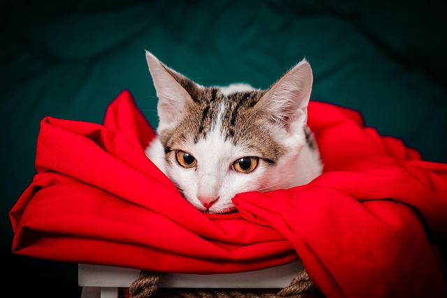 Kelly Willis tweet media