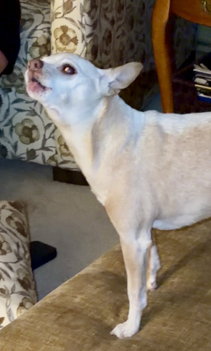 JackJack’s Journal tweet media