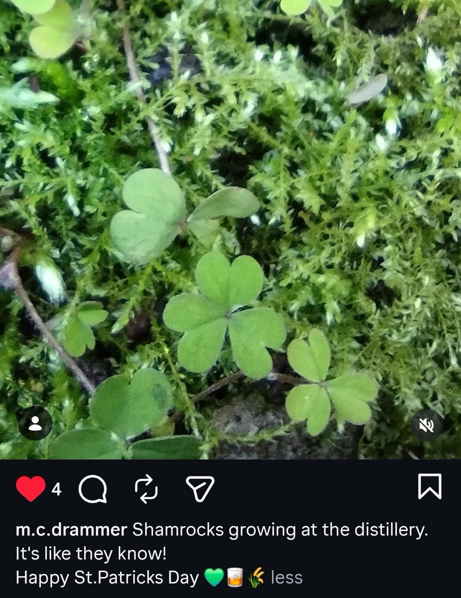 Spirit of Birmingham Distillery tweet media