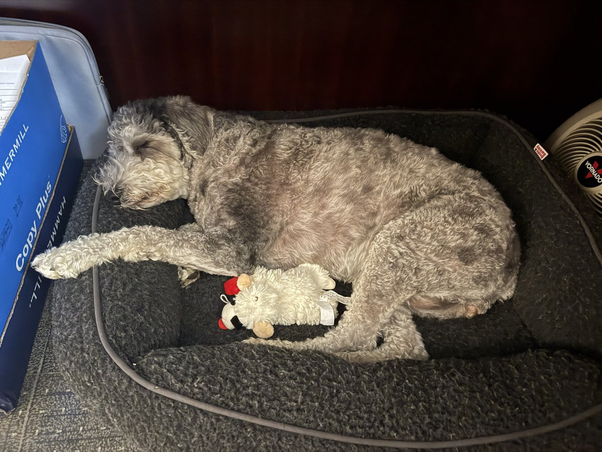 harpercpaplus's tweet image. Honestly, having Roz in the office is the ultimate tax season cheat code! 

Who says accounting firms have to be stiff? We work hard so our clients and our favorite doodle can sleep this soundly.

#officedogs #accountingfirm #taxseason #taxdeadlines #ohio