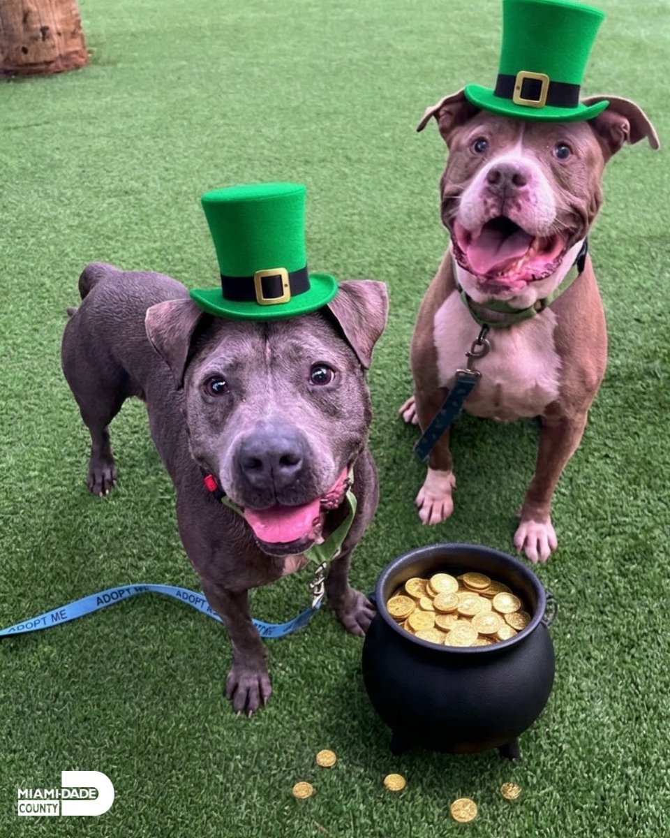 Miami-Dade County Animal Services tweet media