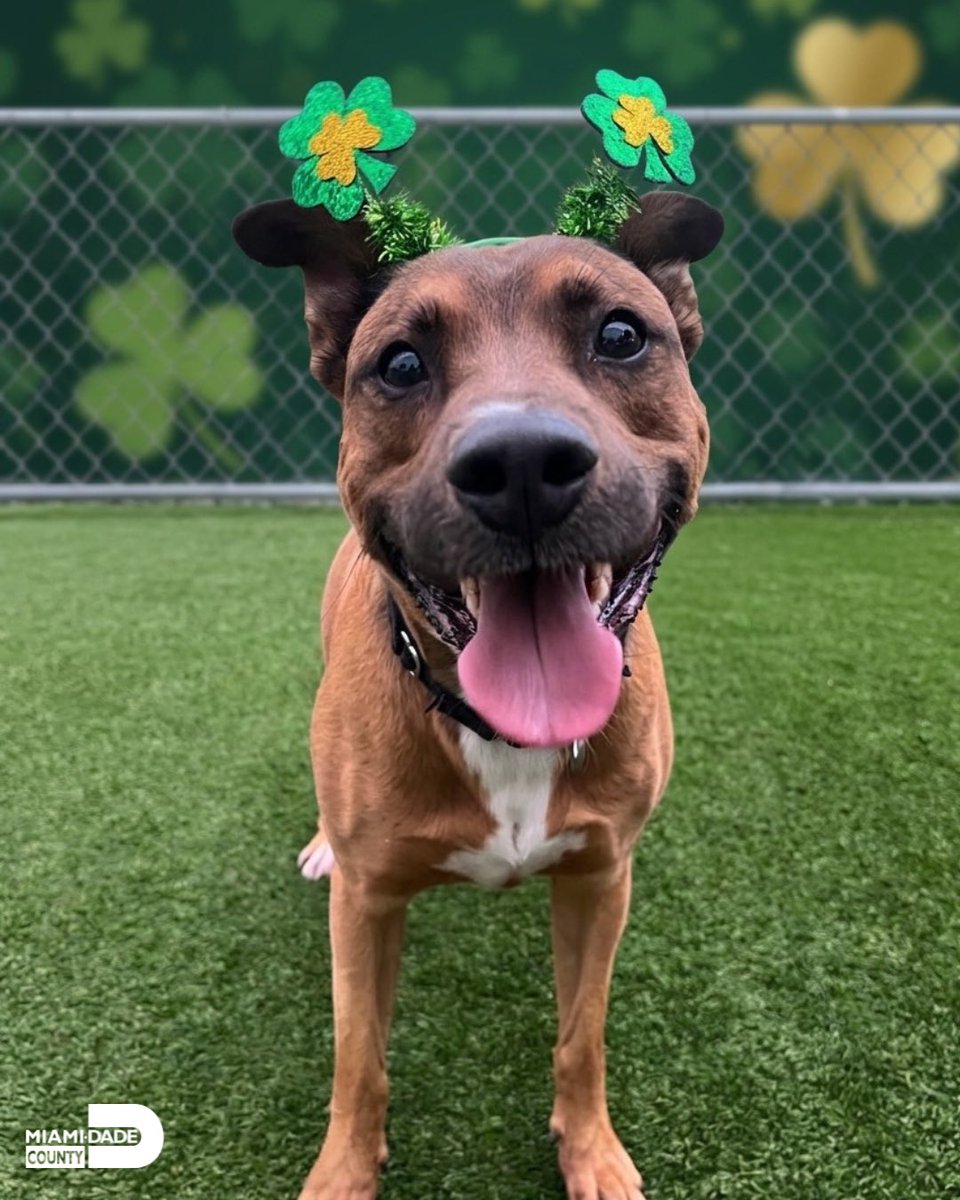 Miami-Dade County Animal Services tweet media