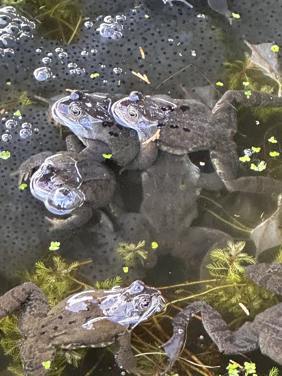 CarolineNeil's tweet photo. Pool party ! 🐸💚

#pondlife #frogs #Spawn #nature #pond https://t.co/tHeIsp3Anh