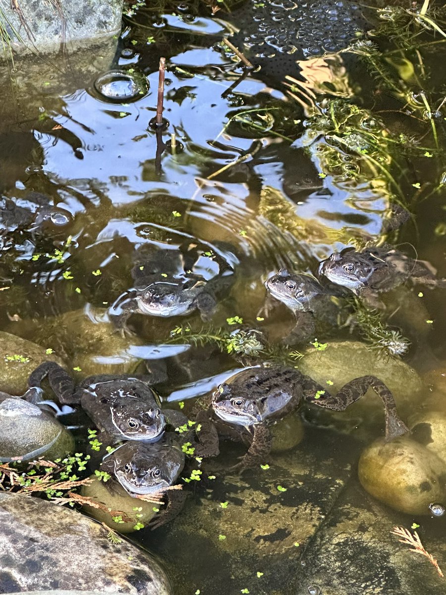 CarolineNeil's tweet photo. Pool party ! 🐸💚

#pondlife #frogs #Spawn #nature #pond https://t.co/tHeIsp3Anh