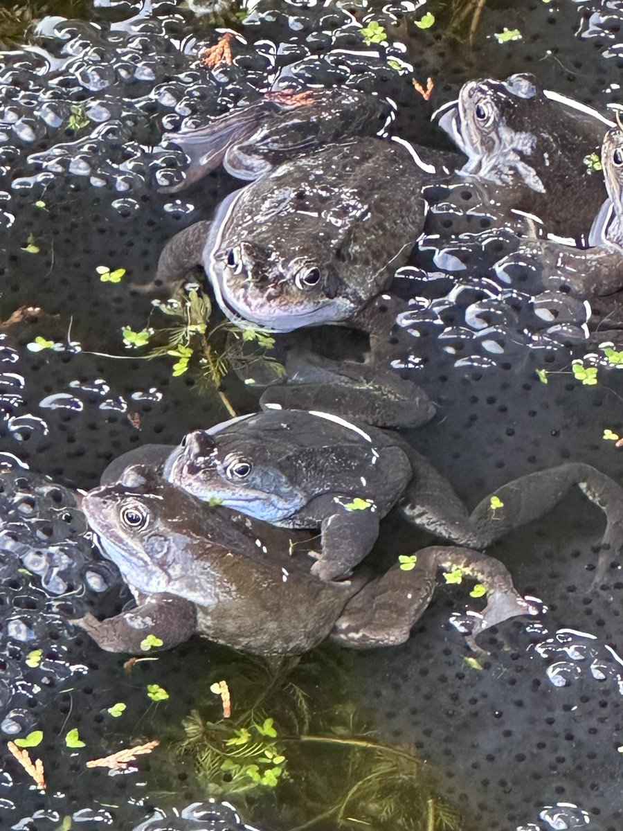 CarolineNeil's tweet photo. Pool party ! 🐸💚

#pondlife #frogs #Spawn #nature #pond https://t.co/tHeIsp3Anh