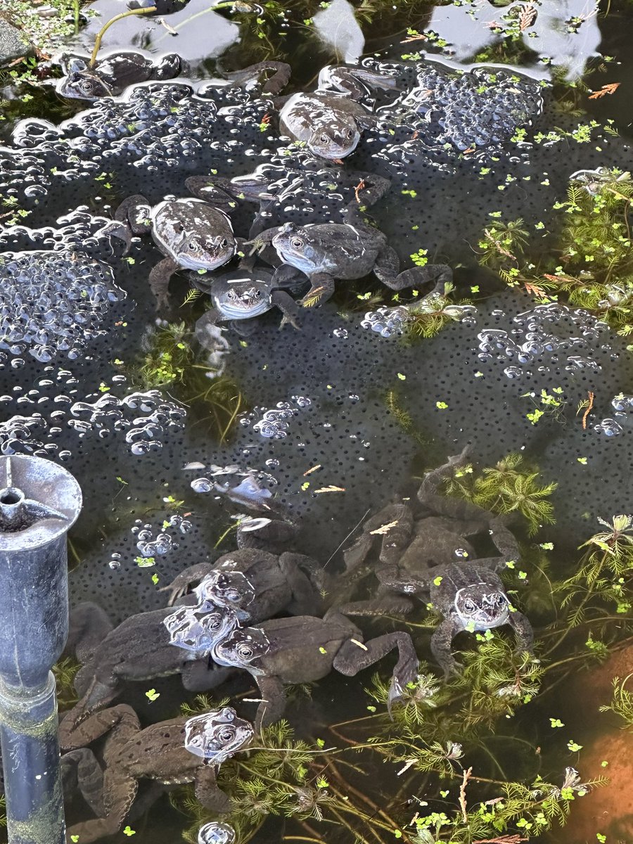 CarolineNeil's tweet photo. Pool party ! 🐸💚

#pondlife #frogs #Spawn #nature #pond https://t.co/tHeIsp3Anh