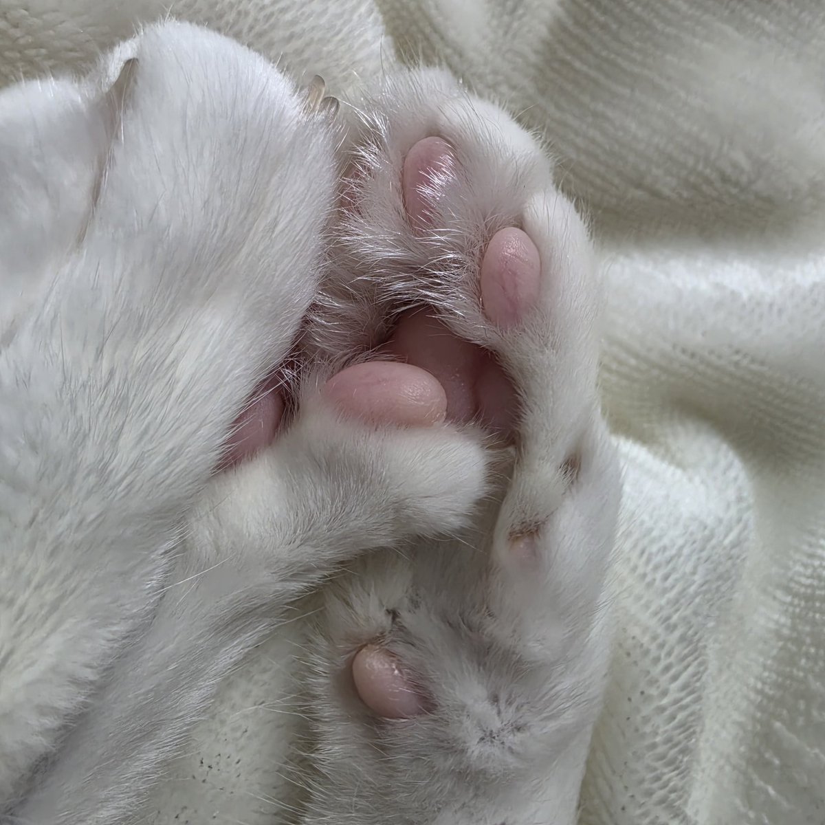 cutecat_MM's tweet photo. https://t.co/9TyyGEOkn5