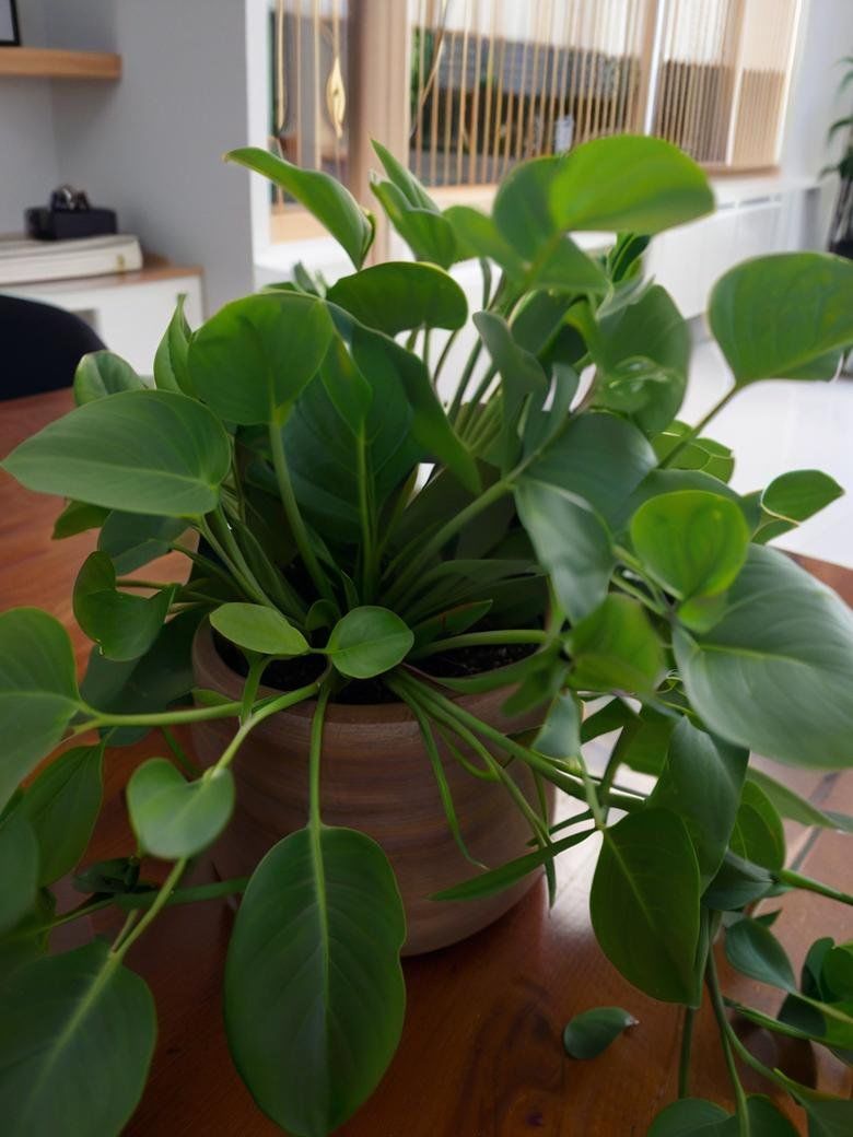 Alex Nadareishvili tweet media