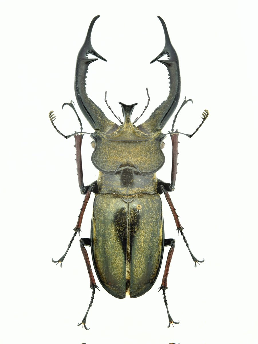 meinsects's tweet photo. Lucanus cheni
Medog
gorgeous species
#lucanidae
#lucanus https://t.co/WUznNkeW1D