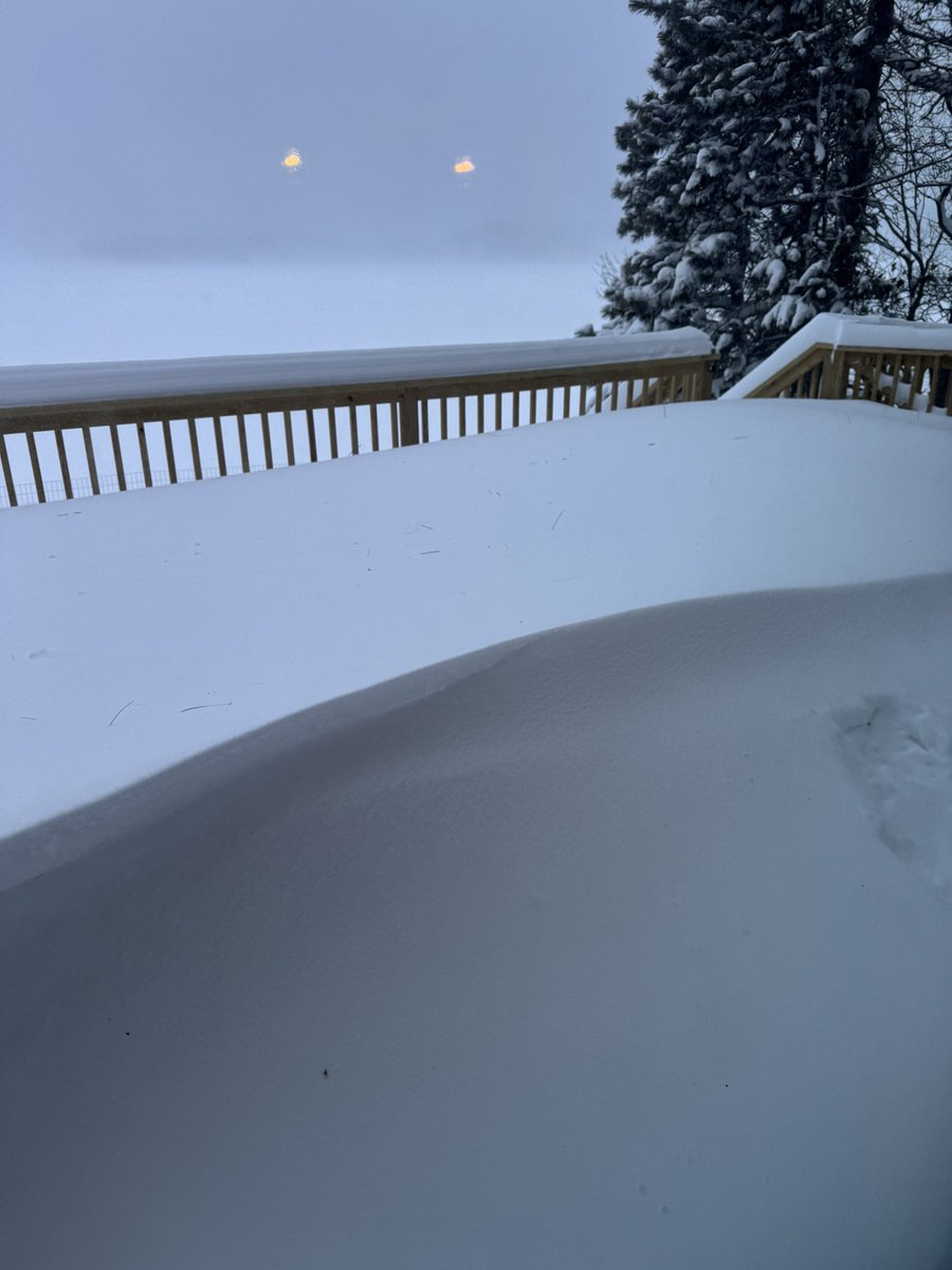 Trickster🦫🦁 tweet media