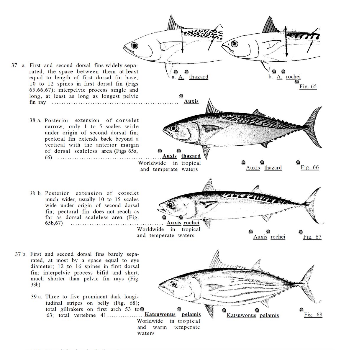 Liam Elward Paleoart 🇵🇸 tweet media