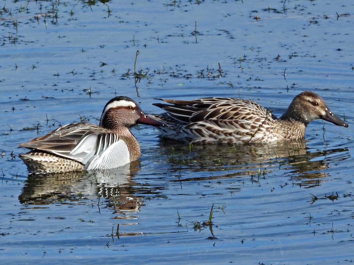 Alan Boddington tweet media