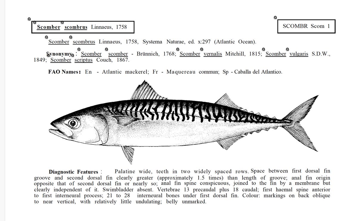 Liam Elward Paleoart 🇵🇸 tweet media