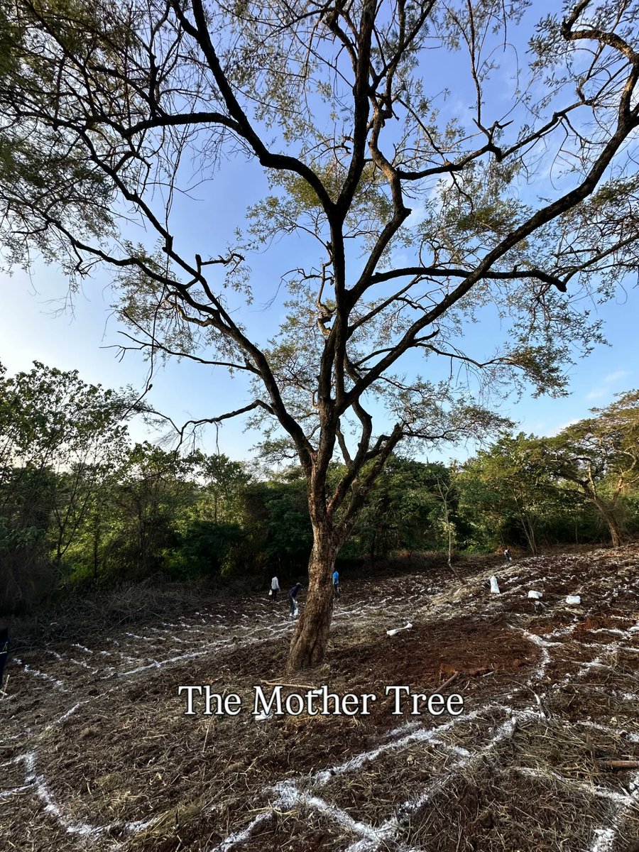 Miti Alliance tweet media