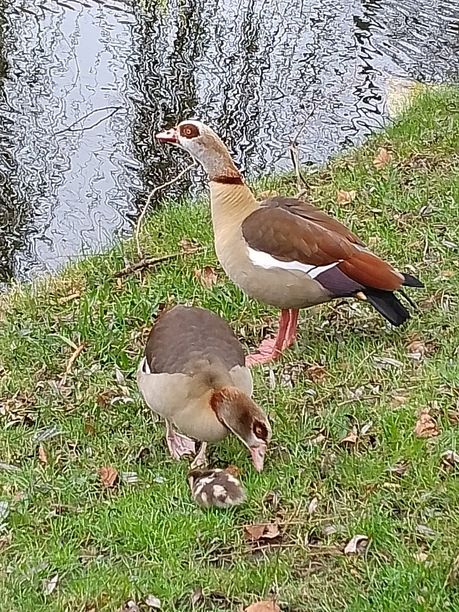 Sparkle & Lilibet from da Yurpean Onion🇪🇺🇩🇪 tweet media