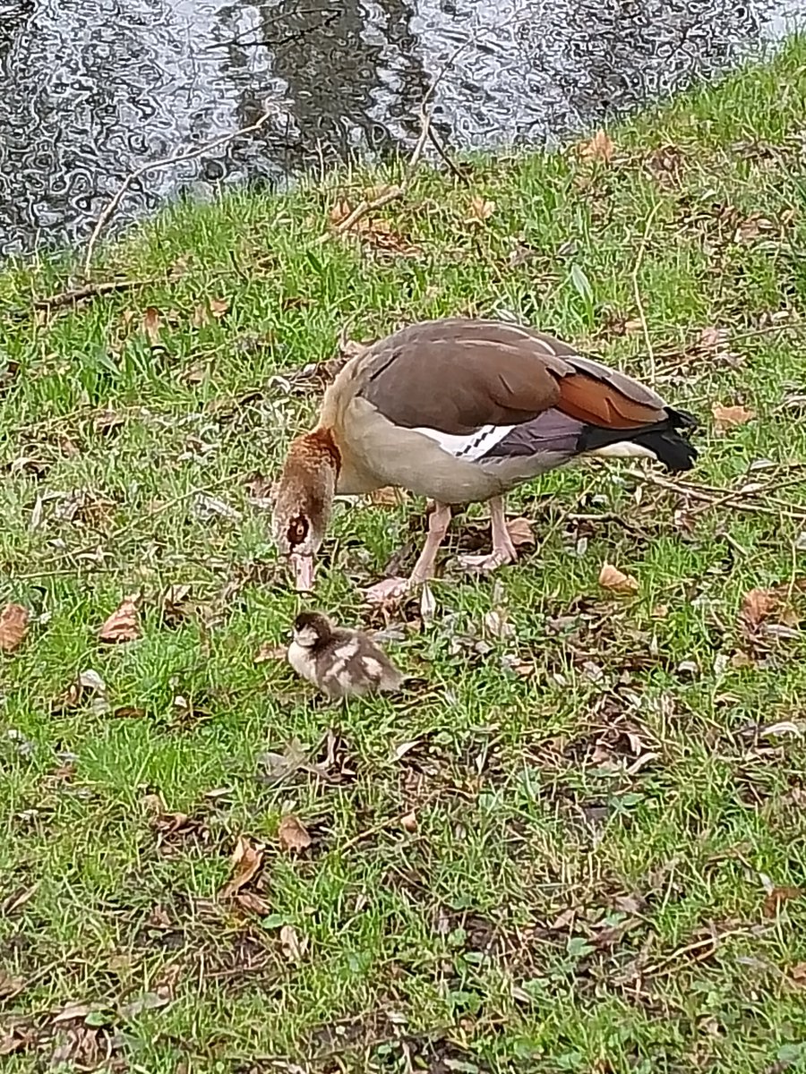 Sparkle & Lilibet from da Yurpean Onion🇪🇺🇩🇪 tweet media