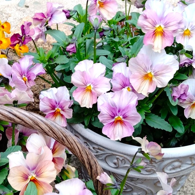 figfig🐈🐈‍⬛🐈💕 tweet media