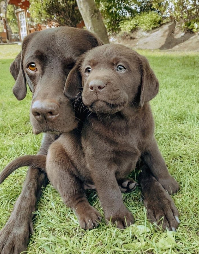 Best in Dogs tweet media