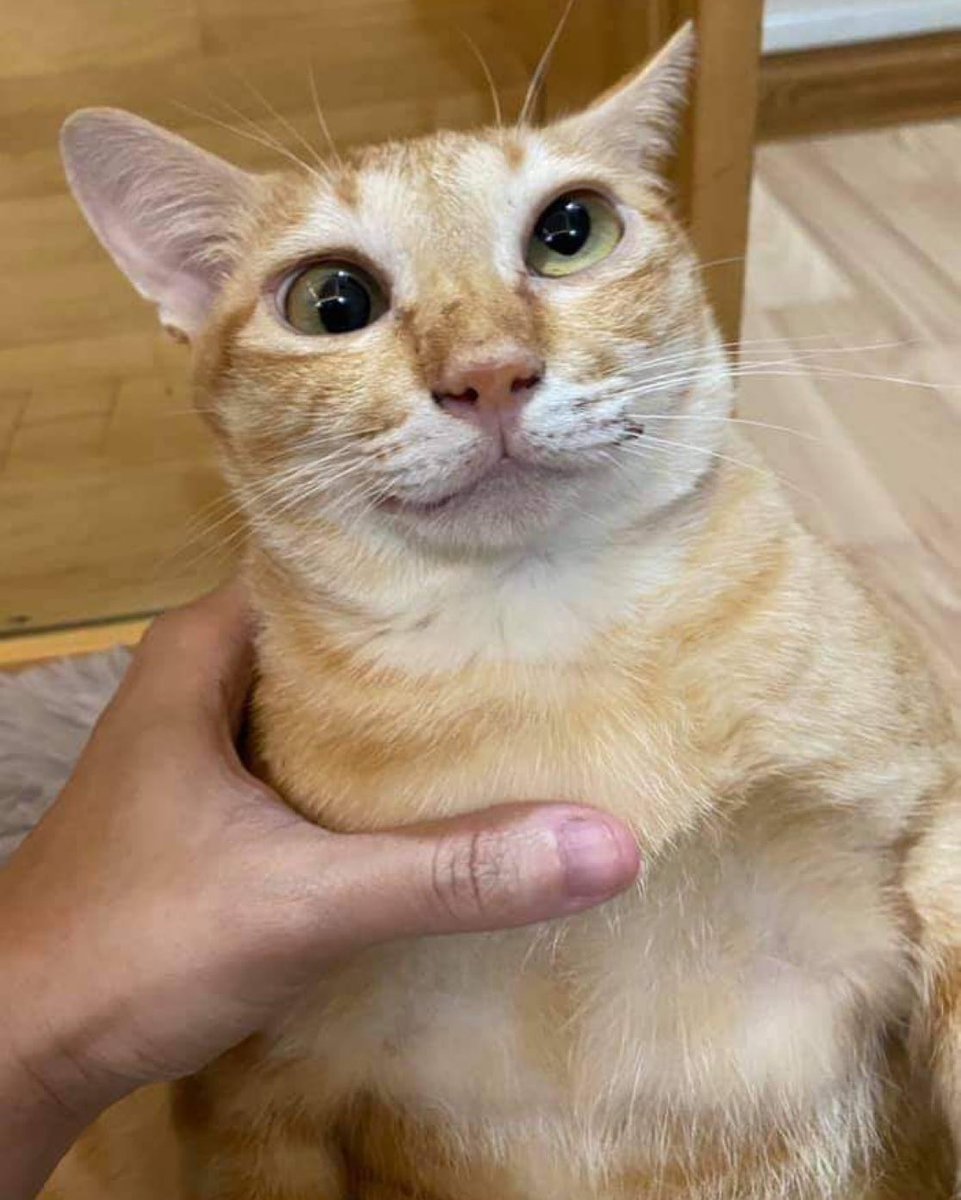 MrAstarcius tweet media