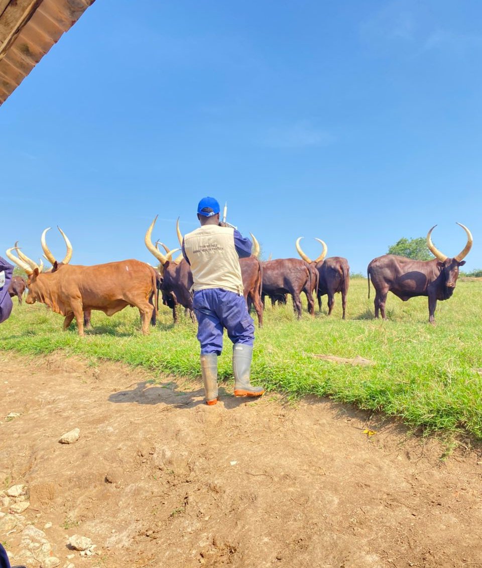 Dr. George(Vet.Med)🇺🇬 tweet media