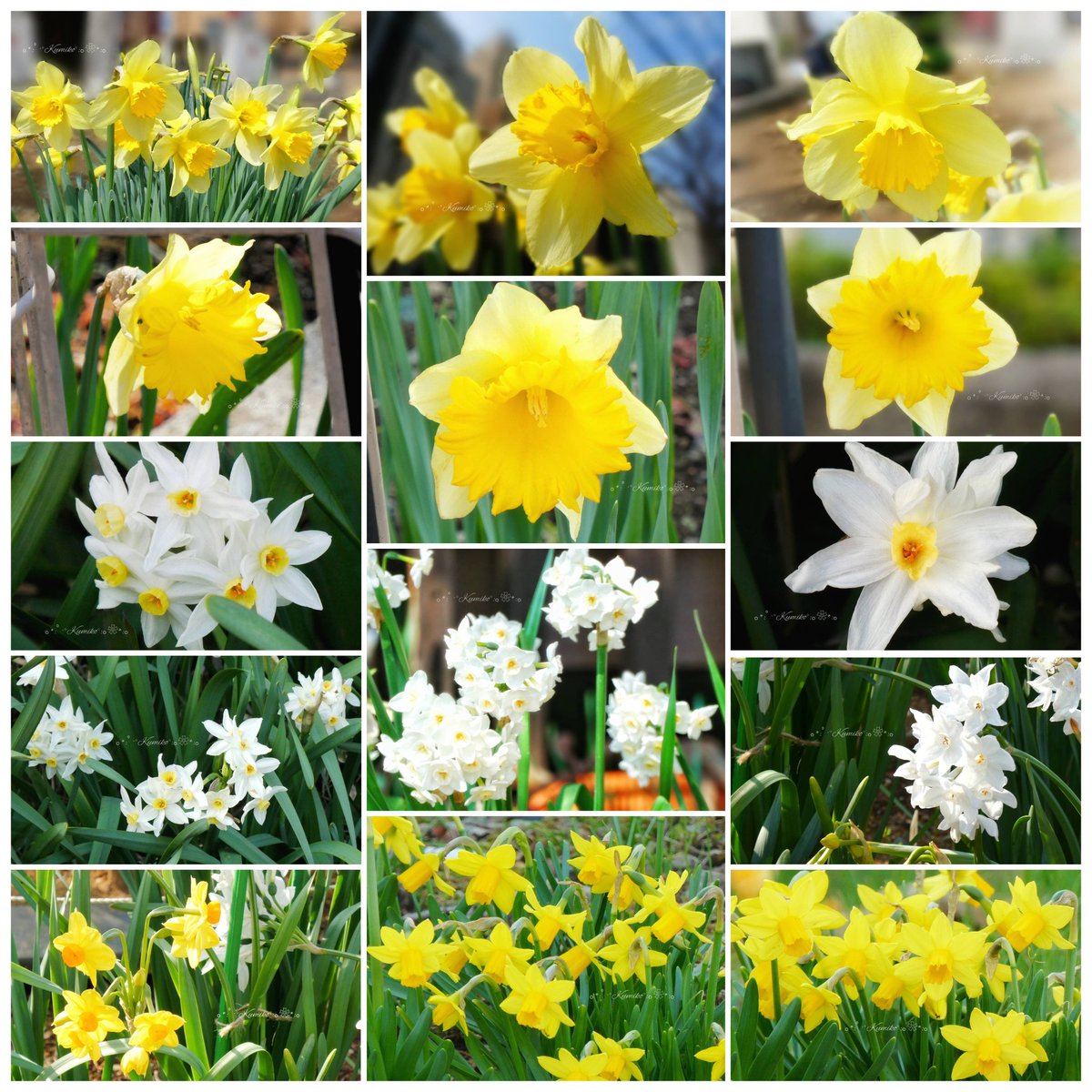 ブルーポピー✿ブルースター tweet media