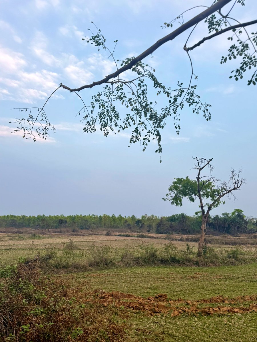 Andrew007Uk's tweet image. Bankura, where the forests breathe life into West Bengal. 🌿 

From sal and piyal groves to red earth trails, this is a landscape shaped by nature’s quiet resilience. In its woods, tradition, craft, and community grow side by side. Look forward to explore more.

#Bankura #Forests