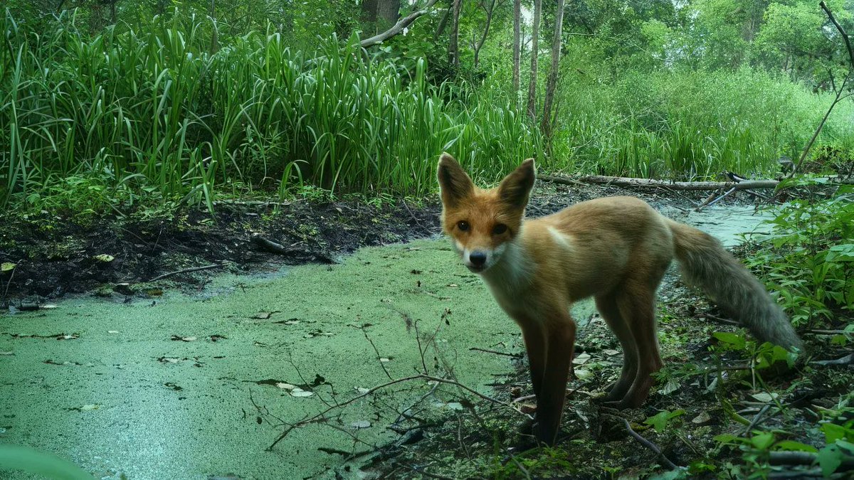 trailcam tweet media