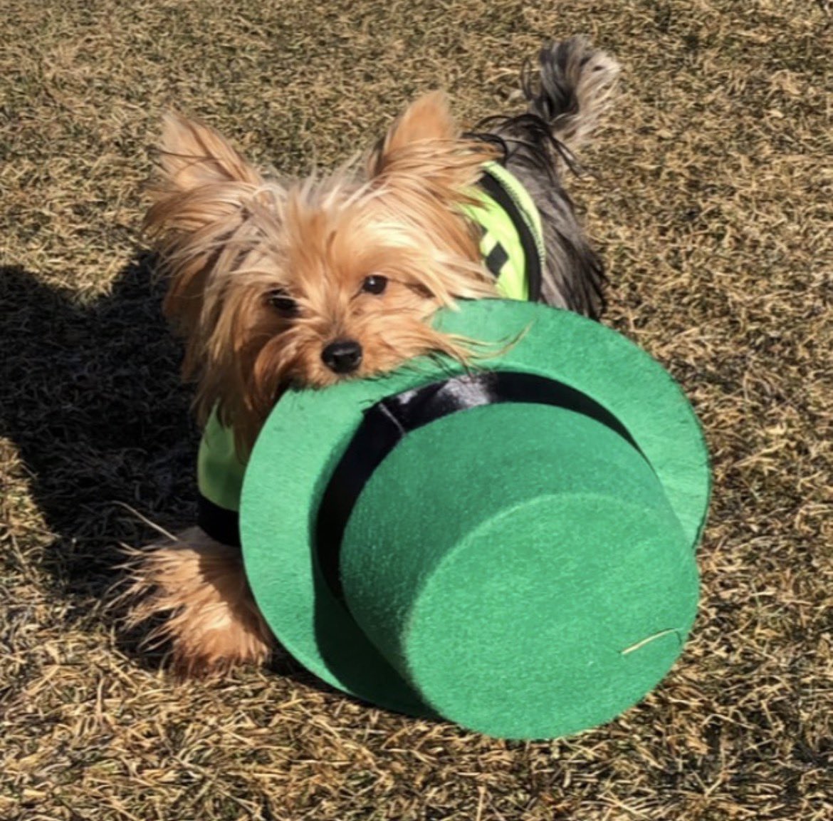 Londyn Rose tweet media