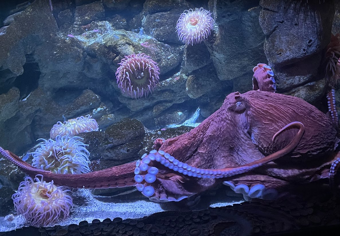 New England College tweet media