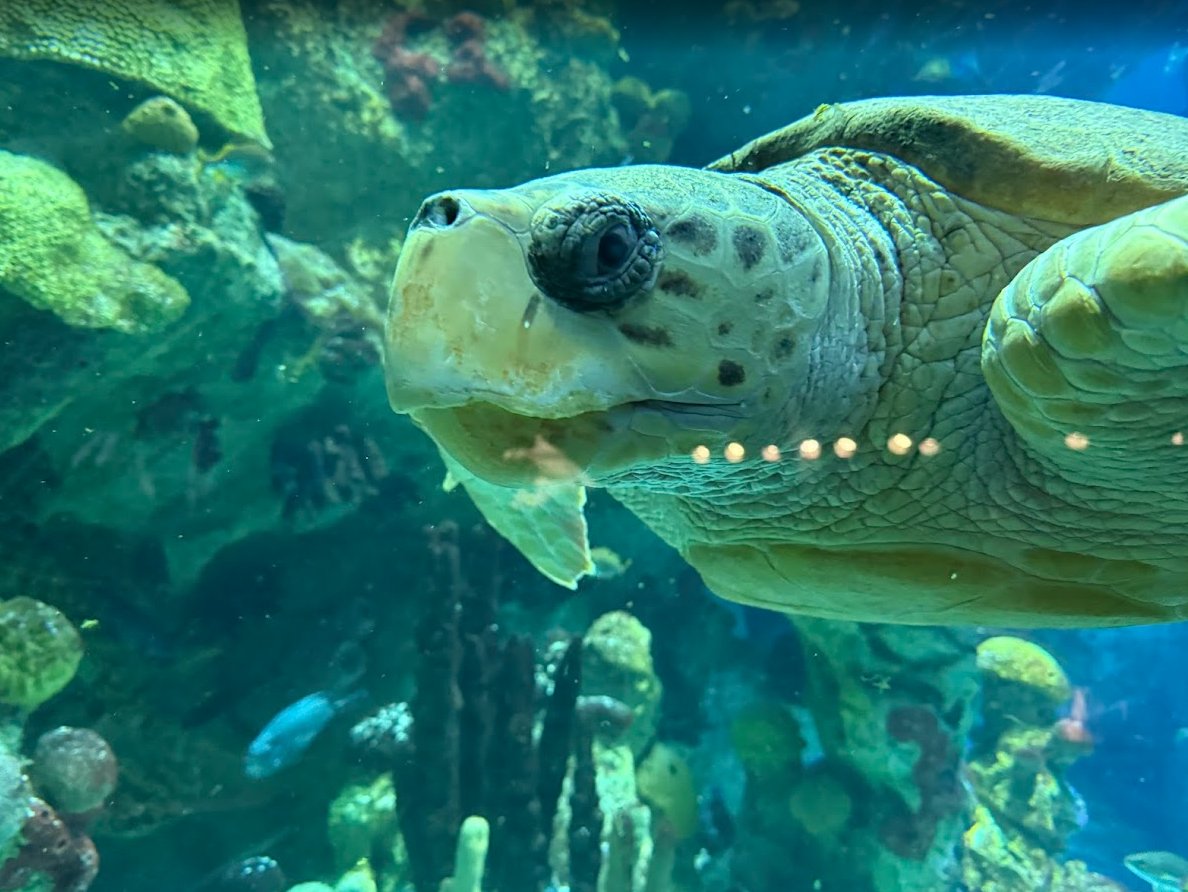 New England College tweet media