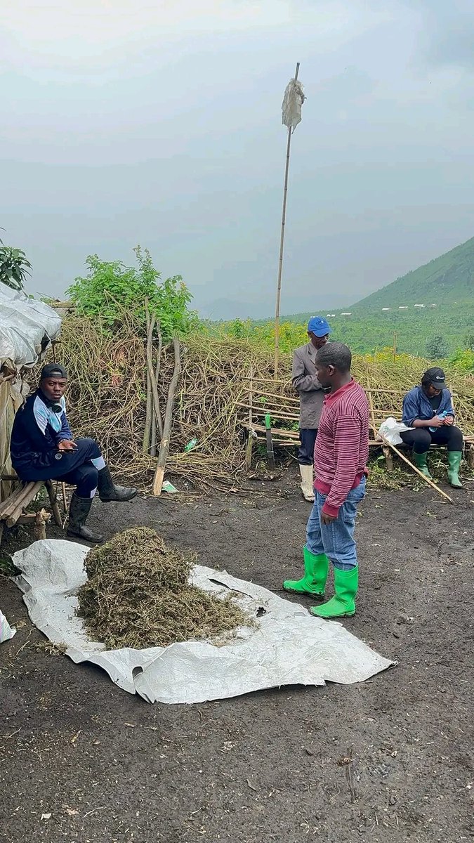 The Farmer Ghislain 🇨🇩 tweet media